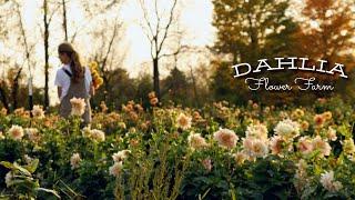 Tips from a Dahlia Farmer & a Tour of Fleur Farm