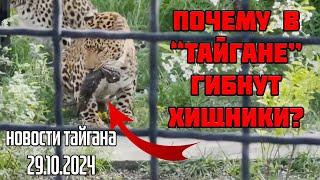 ВАЖНО!!! Олег Зубков снова "СПАС" львёнка в сафари парке Тайган! Не упадите в обморок от чуда