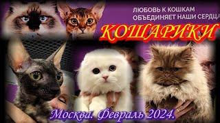 Выставка-продажа котят "КоШарики Шоу". Ринги. Москва. ВДНХ. Февраль 2024.