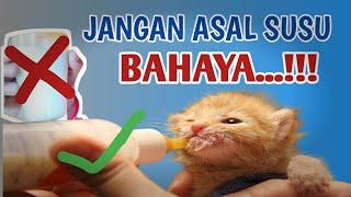 4 MEREK SUSU YANG BAGUS UNTUK ANAK KUCING