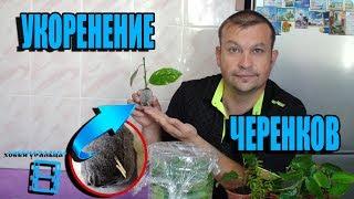 СУПЕР СПОСОБ УКОРЕНЕНИЯ ЧЕРЕНКОВ. ЭКЗОТИКА НА ПОДОКОННИКЕ. ЦИТРУСОВЫЕ. САД (ОГОРОД) И ТЕПЛИЦА