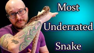 Dumerils Boas The Most UNDERRATED Pet Snake | Complete Care Guide