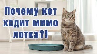 Почему котенок ходит мимо лотка?! Пять причин того, почему кошка не ходит в лоток.