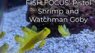 Fish Focus: Pistol Shrimp and Watchman Goby, Best Nano Saltwater Reef Fish?