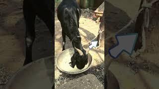 Goat feeding #pets