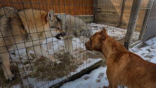 Конфликт Волкособа и питбуля не закончен. Котенок напал на Графа. Спайк снова закашлял.