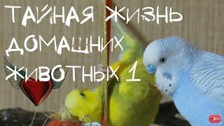 Тайная жизнь домашних животных. Вааау! Животные заговорили:)