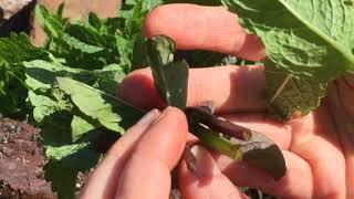 How to Identify Spearmint and the mint family of herbs