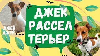 Порода Джек Рассел Терьер|Отличие Джек Рассела от Парсона