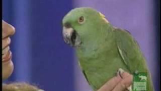 Korbel the talking parrot on Pet Star