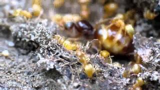 Lasius flavus queen in adult colony