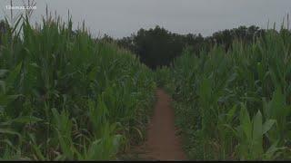 #Scene13: October corn maze at Lane Southern Orchards