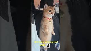 TT41 Bro turns into marmot easily #cat #marmot  #cute