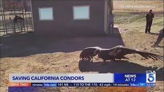 Program aims to save California condors