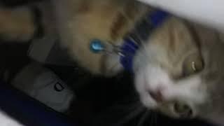 When ur cat learn his lessing