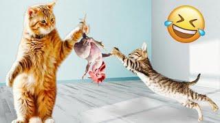 Best Cats and Dogs Videos  Funniest Animals 2024 