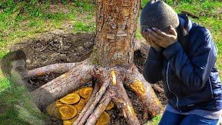 ОБАЛДЕТЬ, сколько находок скрывалось под корнями деревьев. В поиске кладов и тайников в лесу