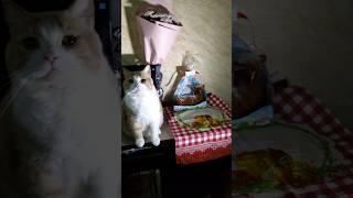 cat Pushok helps me #funnycats #cat