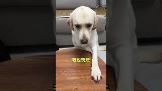 My dog ​​buddy treats you as a brother but you are playing tricks on me. Labrador. Cute pet debu