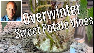 Overwinter Sweet Potato Vines! (And Make Edible Houseplants!) and Never Buy Slips Again!