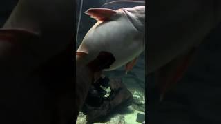 Golden tiger shovelnose catfish with a 1-meter waist—thicker than even a 300-150 kg arapaima!