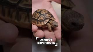 Сколько живёт черепаха? #планетаэкзотики #черепахи