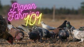 Pigeon Farming Explained