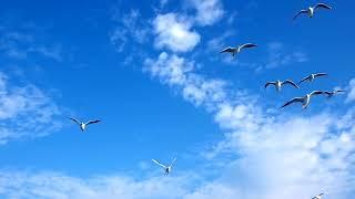 birds background sky video || birds blue sky background video || birds sky fly