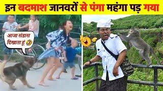 इन बदमाश जानवरों से पंगा ना बाबा ना  । funny animals videos 2023 । #funny