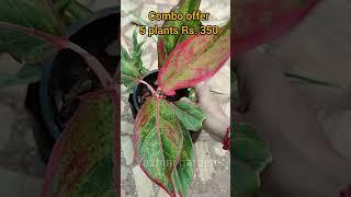 #combo offer # plant online sales # gardening # low price #online shopping #indoor plants