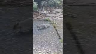 Legumes Rain from the Sky for the Squirrel Tribe #funny