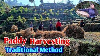 Traditional Method Rice Harvesting in Nepal Village|| Rice Harvesting|| Nepali Village