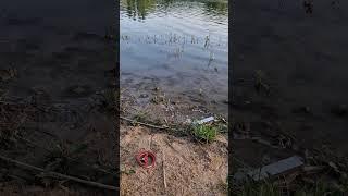 yayın balığı vuruş anı #fishing #balık #avcılık #carpfishing #kasna #fish #doğa #tahtalıavı #nature