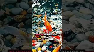 Unique facts about koi fish  #video #shorts #facts