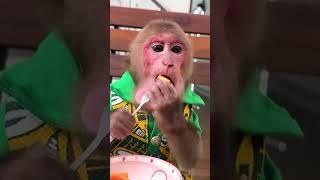 Bibi and the baby monkey eat sweet fruit together #babymonkey #shorts #babymonkeybibi #monkeylala