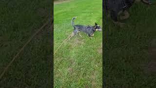 Video of adoptable pet named Radley