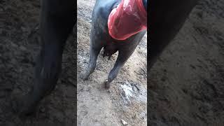 Pregnancy check of young buffalo  |Full video |Village info