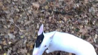 Bull Terrier. Moscow. Autumn. Forest.