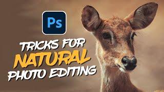 How To Minimal Post Process Your Wildlife Photos in Photoshop