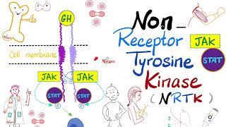 JAK-STAT Pathway —  Non-receptor Tyrosine Kinase (NRTK) - Cell Signaling - Endocrinology Playlist