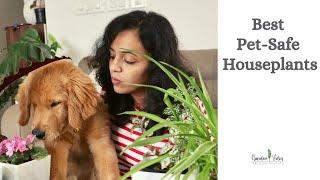 Best Pet-Safe Houseplants | Pet-friendly / Non toxic Indoor Plants | Garden Vibes