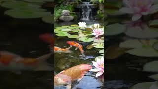 Peaceful Japanese Garden Pond with Fish   Relaxing Nature Scene