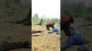 Tiger vs King Cobra #wildlife #shorts#ytshorts #travelfromhome #tadoba#wildlife #viral #trending