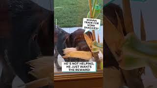 Doggos is Corn Salesman || ViralHog