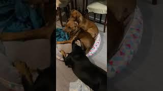 German Pinscher pups.