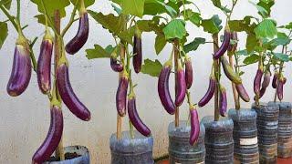 Growing 100% Fruiting Eggplants – You Won’t Believe The Results!