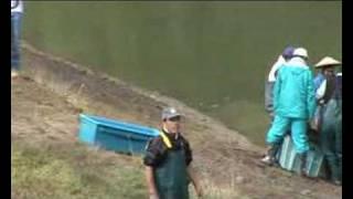 Matsunoske Harvest - Video 2 of 3