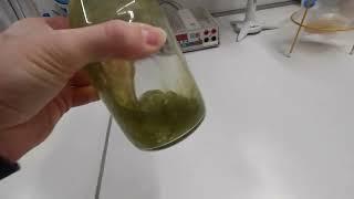 Oxygen Sensor? What is happening here? E. coli color change.