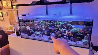 Waterbox 105.4 Saltwater Aquarium Reef Tank Update February 2024 Update