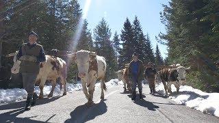 POSLEDNJE RABADŽIJE FILM (The last bullockies)